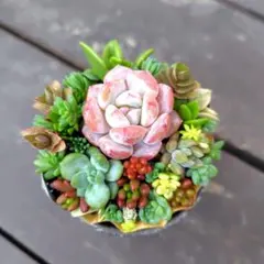 多肉植物 セダムの寄せ植え そのまま飾れる1セット