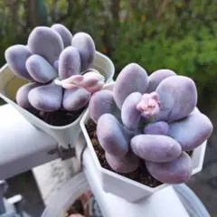 chakuꕤ*.゜様 リクエスト 4点 まとめ商品