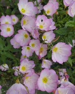 コタロー様 リクエスト 2点 まとめ商品