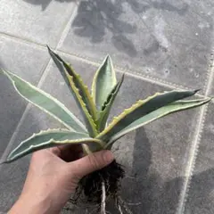 しんさーいち様 リクエスト 2点 まとめ商品