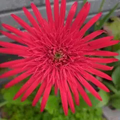 特大✿原種ガーベラ苗朱色　✿希少な花　✿可愛い✿ 特大✿原種ガーベラ苗朱色 ✿希少な花 ✿可愛い✿