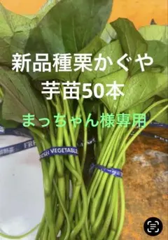 2026年最新】栗かぐや 苗の人気アイテム - メルカリ