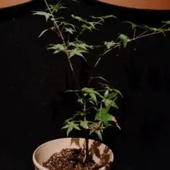 ㊱大きめ苗! 青鬼❣️そわそわ❣️もみじ飴❣️紅手鞠❣️6苗メルカリ便送料込 Pickup 全ての商品 – 植物家族