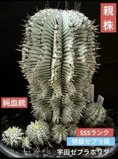 プ*フ様 ユーフォルビアホリダ Ver.ゲレンデ×宇田ゼブラホリダ 特級ゼブラ班 プ*フ様 ユーフォルビアホリダ Ver.ゲレンデ×宇田ゼブラホリダ