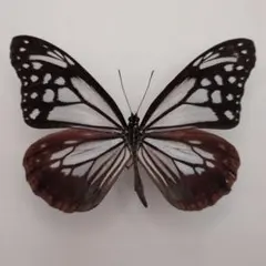 蝶標本｠沖縄県産 ナガサキアゲハ 白化型 1♀ - メルカリ