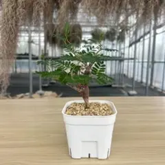 センナメリディオナリス　実生7株セット　塊根　灌木　パキプス　お買い得　値下げ センナ：メリディオナリス（実生株） 2.5号24-07 の通販 | 園芸