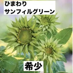 ❤️希少！ひまわり F1 サンフィル グリーン種１０粒　【新着希少な高価な種です】