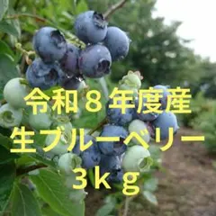 ☆令和8年 生ブルーベリー☆農薬不使用 3㌔ ノア様専用 - メルカリ