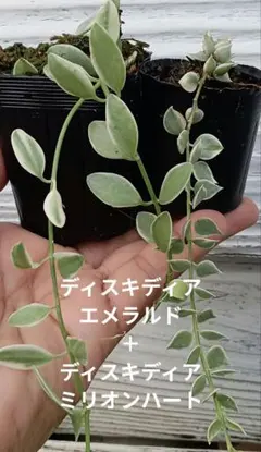 [第四種郵便] 人気の ディスキディア エメラルド ＋ ミリオンハート 2セット