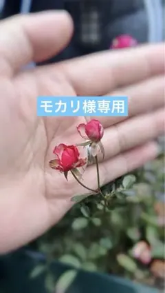 2026年最新】バラ挿し穂 セットの人気アイテム - メルカリ