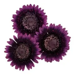 Item thumbnail for item e76ce9cc-4993-4734-a443-48b6f8ce35c5