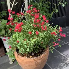 SHIO様 リクエスト 2点 まとめ商品