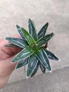 たけし様 リクエスト 2点 まとめ商品