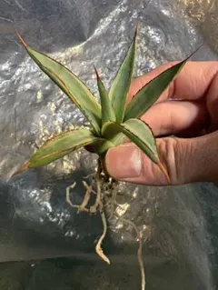 2026年最新】アガベ スノーグローの人気アイテム - メルカリ