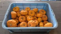 ハロウィン装飾にぴったり　おもちゃカボチャ100個セット