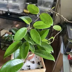 ☘観葉植物☘ホヤ プペル① 抜き苗 小型葉 - メルカリ
