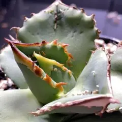 2025年最新】アガベ鰐亀の人気アイテム - メルカリ