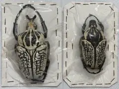 2026年最新】オオツノハナムグリ 標本の人気アイテム - メルカリ