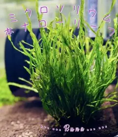 細葉 ミクロソリウム 本ナロー 50葉③のサムネイル