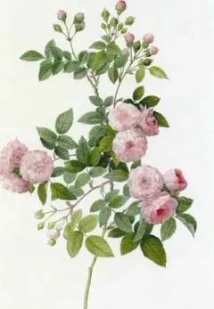 2026年最新】ルドゥーテコレクションの人気アイテム - メルカリ