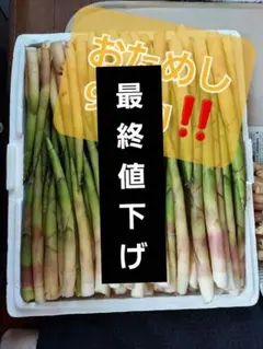 毎年大好評！随時発送！ 北海道産 山菜 たけの 姫竹 根曲がり竹 - メルカリ