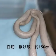 Item thumbnail for item 89c06f54-d1bb-4465-b5a9-46d23ef085e2