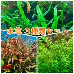 まるさん専用‼️タイ産 本ナロー 300葉 メルカリ便 まるさん専用‼️タイ産 本ナロー 300葉 メルカリ便