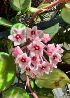 レア 珍種 ホヤ Hoya chloroleucha サクララン - メルカリ