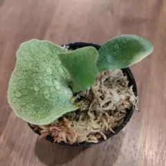 2026年最新】ビカクシダの人気アイテム - メルカリ