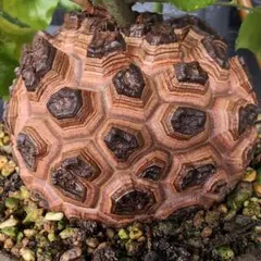 2026年最新】亀甲竜 長谷川の人気アイテム - メルカリ