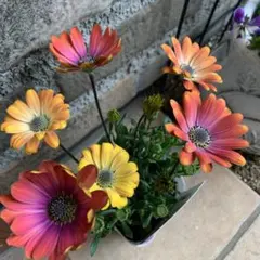 あや ◡̈様 リクエスト 2点 まとめ商品