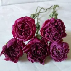 煌様 リクエスト 3点 まとめ商品