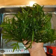 ジ*ン様 【埼玉県秩父郡引取】1200アクリル特注水槽 特注檜台 大型水槽