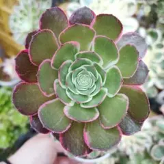 アエオニウム 抜き苗 花水木(仙墨系)群生2400 - メルカリ