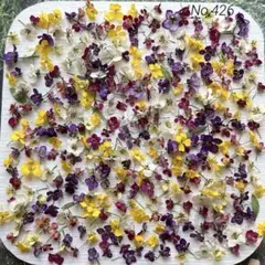 No,426 アリッサム350輪プラス　ドライフラワー花材