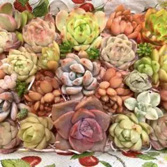 かいと様 リクエスト 2点 まとめ商品