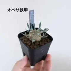 2025年最新】オベサ 鉄甲の人気アイテム - メルカリ