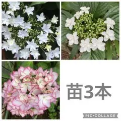 笹様専用】山紫陽花9cmポット苗3品種セット - メルカリ