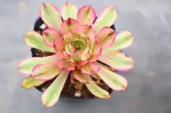 1#多肉植物アエオニウム錦❤️リバーストーン❤️ 1大頭15cm 拔き苗