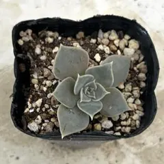 花占い 抜き苗 多肉植物 ミックスベリア おらいさん苗 - メルカリ