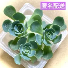 2026年最新】七福神多肉植物の人気アイテム - メルカリ