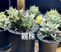 2026年最新】WHNURSERYの人気アイテム - メルカリ