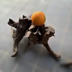 流木 中型 自然な形状 インテリア装飾