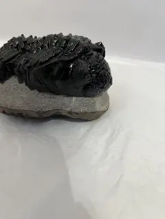 珍品！ 冬虫夏草 セミ 昆虫標本 漢方 鉱物 隕石 呪物 根付 出土 人体