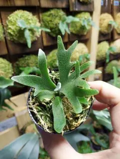 Yellow Moon dwarf Totoroなどビカクシダ胞子培養株35種 - メルカリ