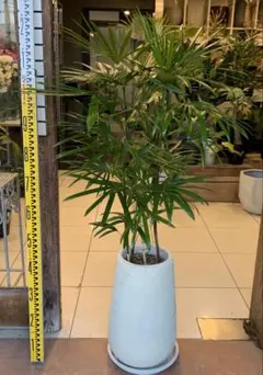 2026年最新】シュロチクの人気アイテム - メルカリ