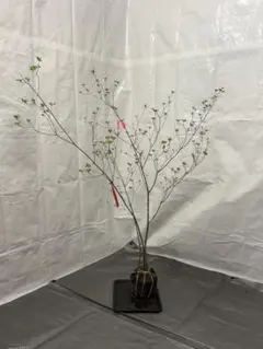 バイカツツジ/山採り【現品発送】管理70581 バイカツツジ/山採り【現品発送】管理70581