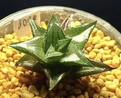 6099エロンガータ　多肉植物 ハオルチア アロエ