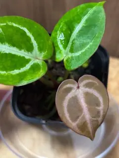 セール中❗️超希少❗️サイズ特大❗️アンスリウムドラヤキ特大新葉展開中✨️ アンスリウム ドラヤキ 3.5号 レア植物 キラキラ輝く葉 大葉 - メルカリ