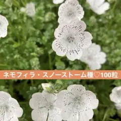 2025年最新】ネモフィラ 種の人気アイテム - メルカリ